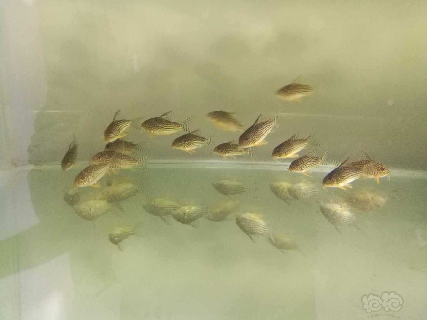 出水晶虾，大卫鼠繁殖组，黄翅珍珠鼠繁殖组-图9