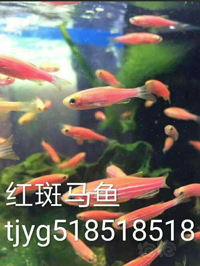 【热带鱼】天津鱼哥，熊猫鼠鱼，十元三条，-图4