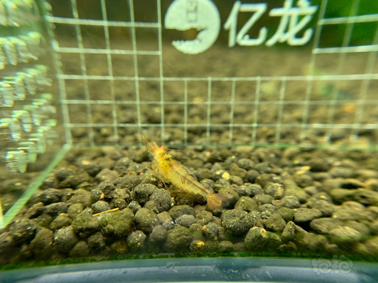 【虾】2019-02-24#RMB拍卖金眼水晶虾5只-图3