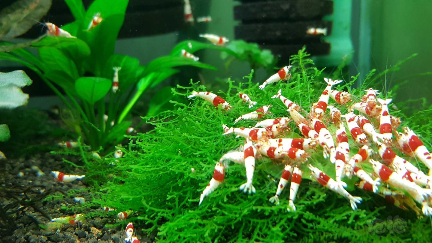 我也发几张 - 泡泡水族