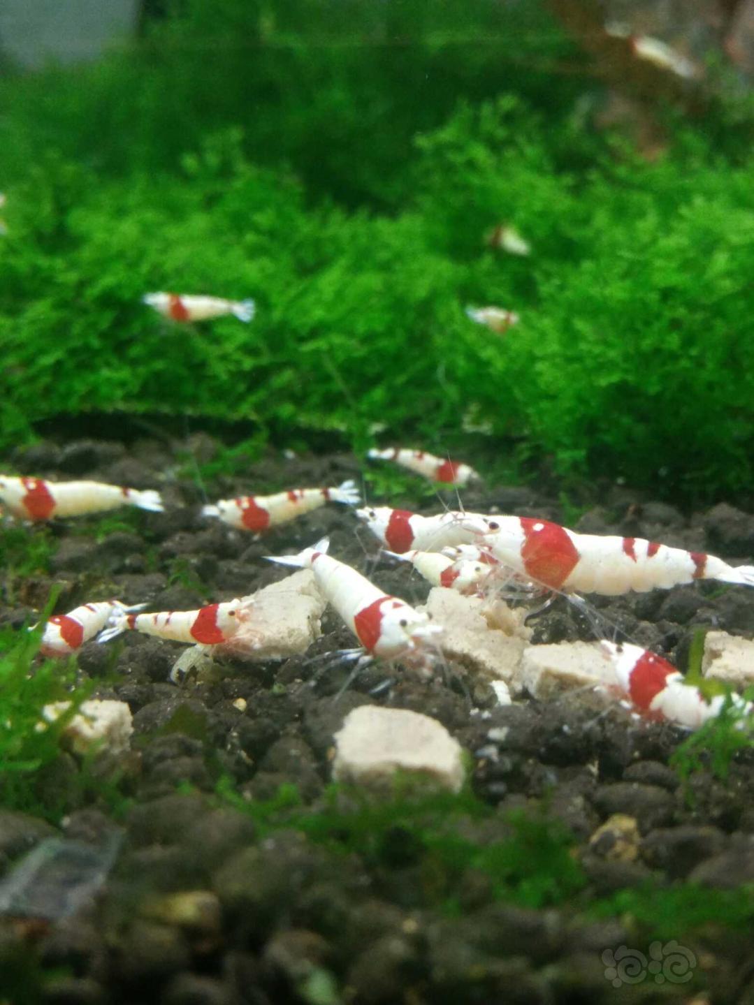 出红白水晶虾，厚白，红白腿-图2