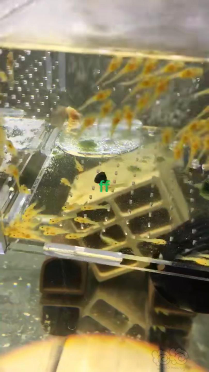 【用品】2019-02-22#RMB拍卖小球藻片一罐80g水晶虾/观赏螺，素食异形胡子大帆功能型饲料-图9