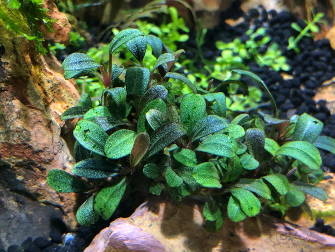 绿斑藻怎么处理求助