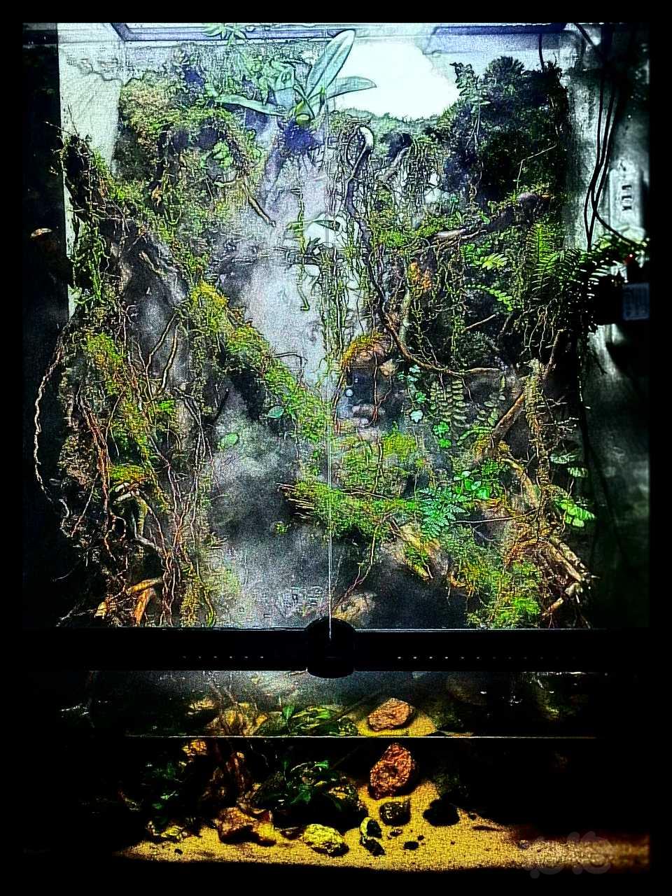 【雨林】第一个雨林拍拍照，慢慢调整植物-图2