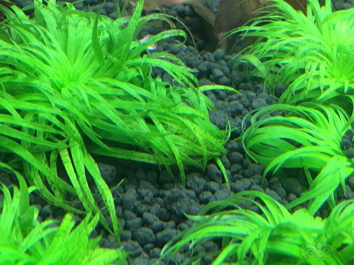 紧急求助新开缸普泰