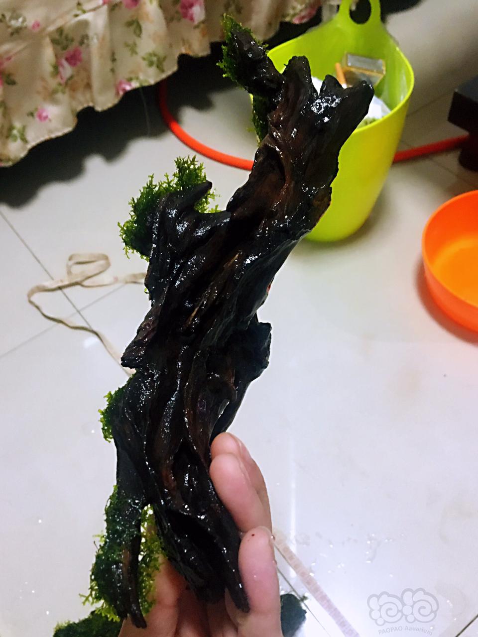 【水草】2019-02-28#RMB拍卖珊瑚沉木4块-图5