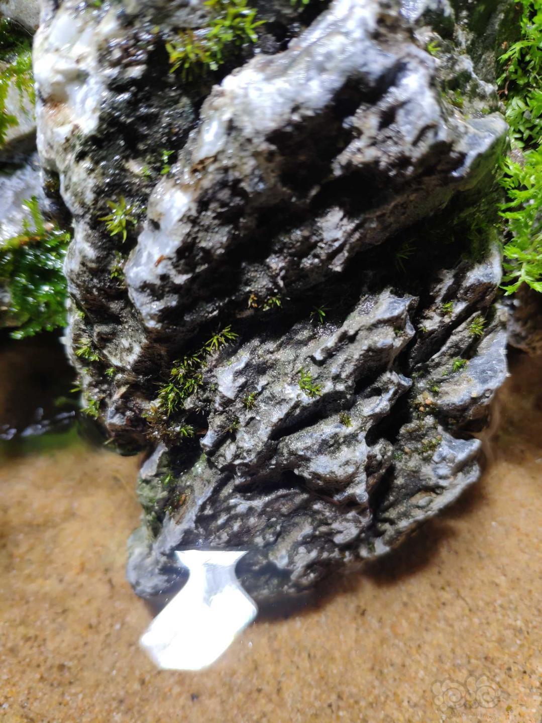 水陆青龙石上纯天然的苔藓与水陆缸完美结合