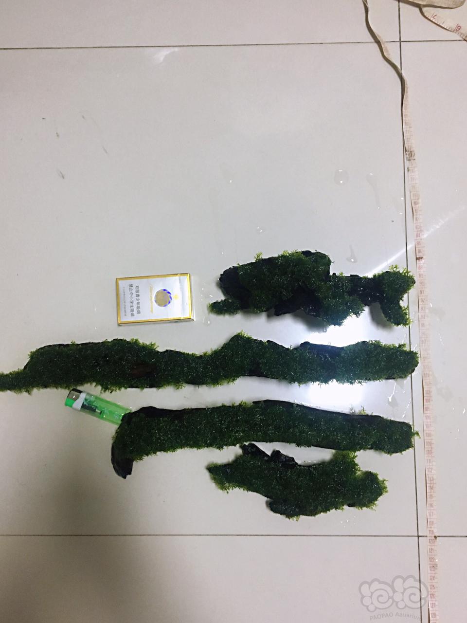 【水草】2019-02-28#RMB拍卖珊瑚沉木4块-图4