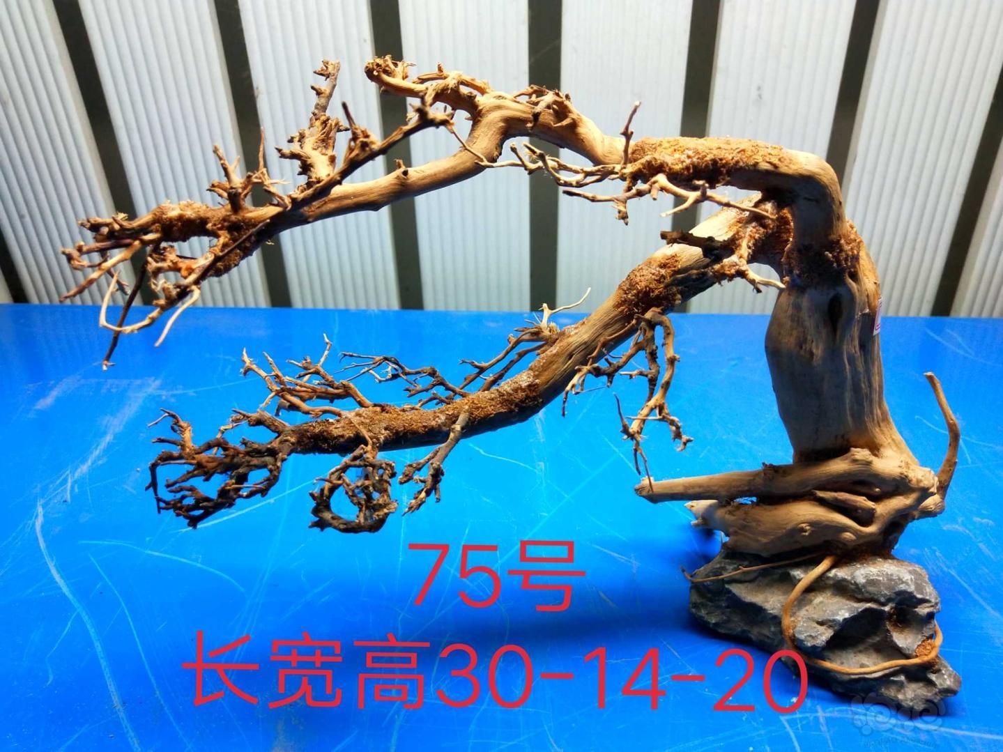 【出售】出售北美丁香，泰国树-图14