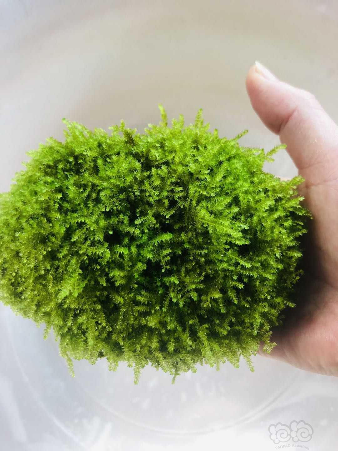 出松茸莫斯美凤慕斯球