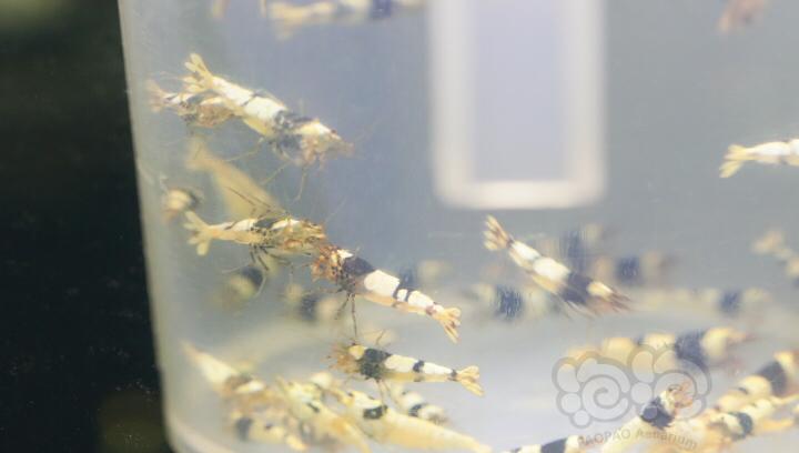 【虾】2019-02-18#RMB拍卖黑白淘汰水晶虾50只一份-01-图3
