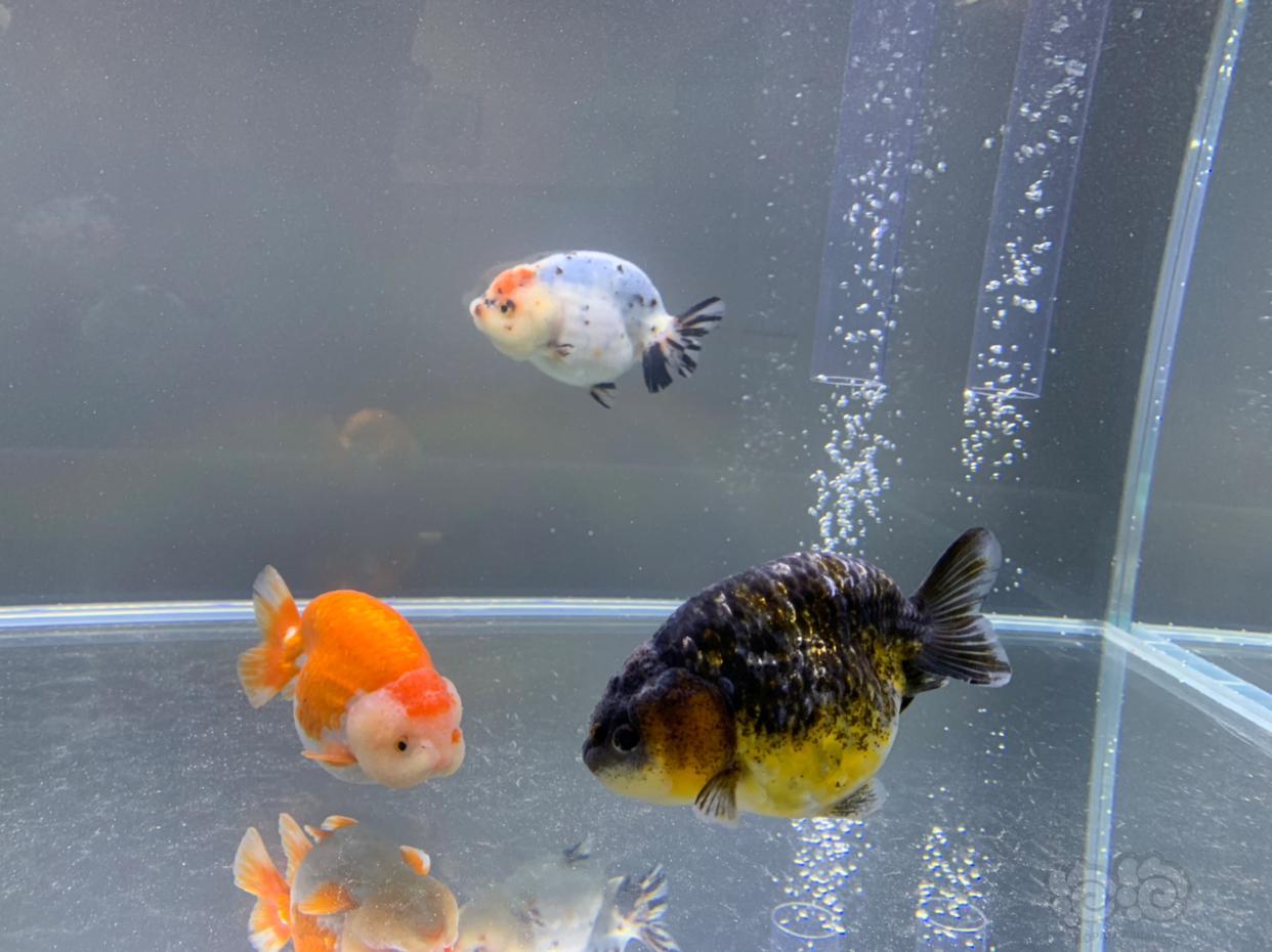 金鱼入坑啦开缸放鱼