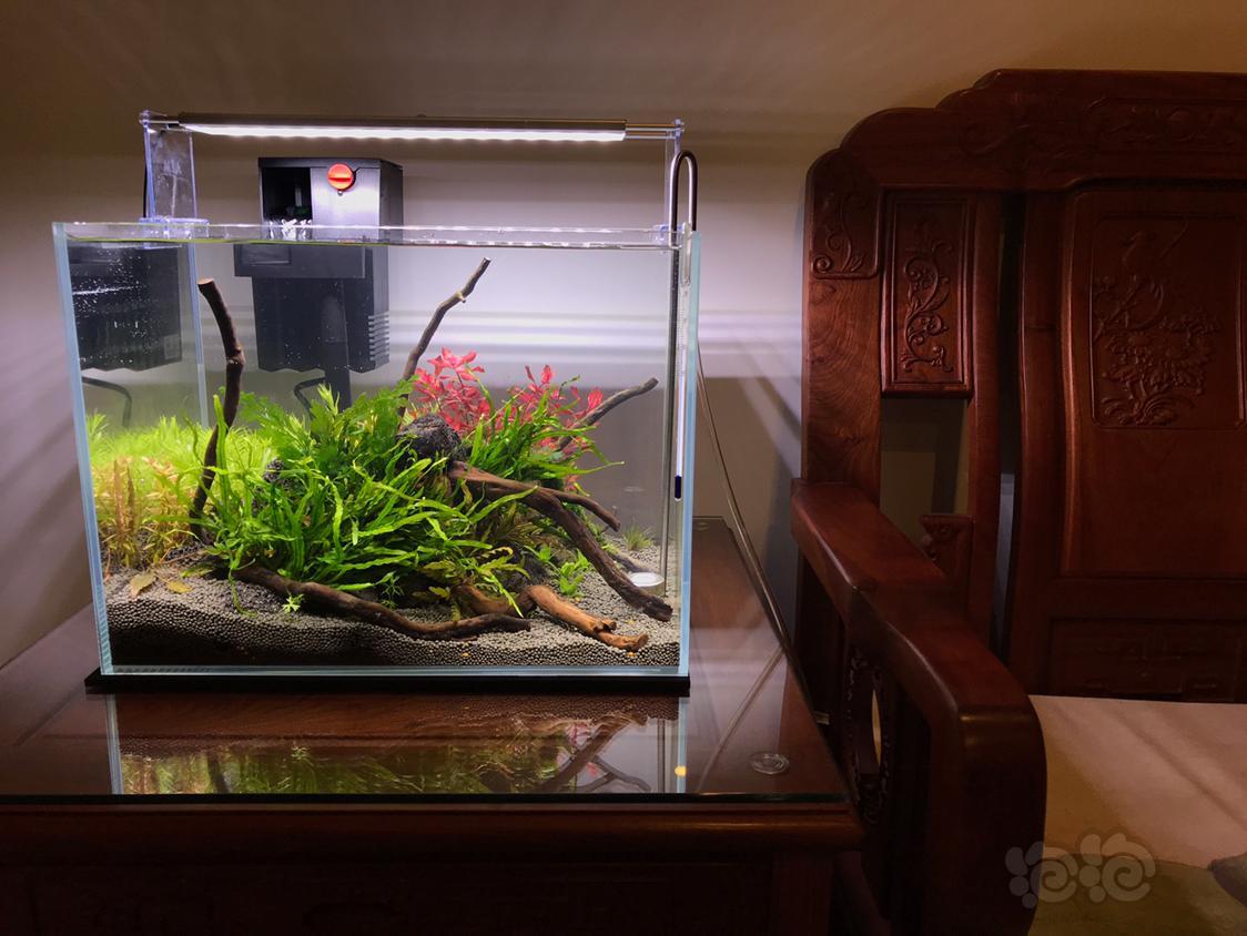 40小缸添加阴性草完毕