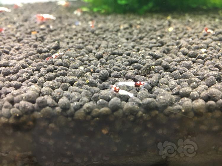 【水晶虾】红姘头白背斑马洞头水晶虾小虾-图2