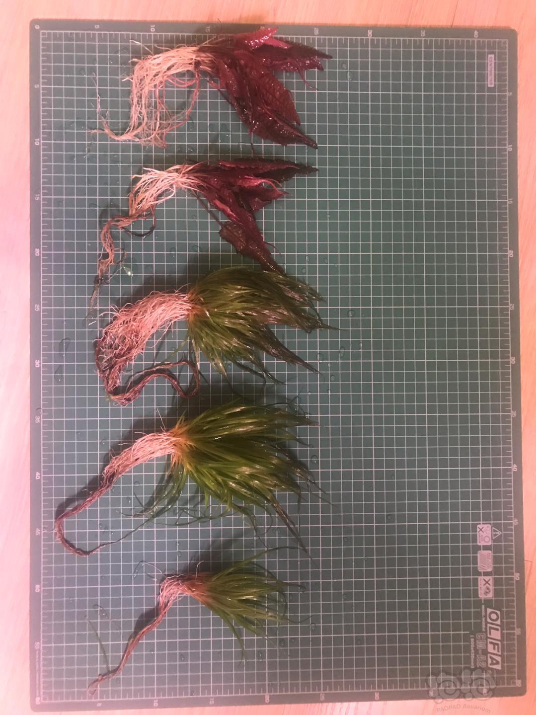 出两火烈鸟和日本箦藻-图1