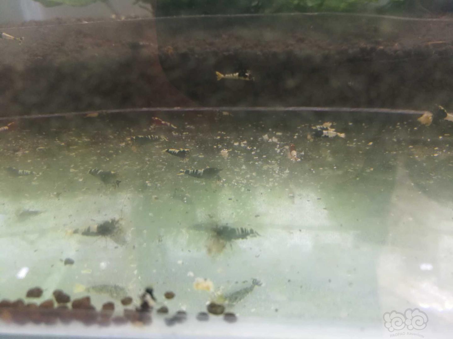 出水晶虾，珍珠鼠鱼繁殖组-图5