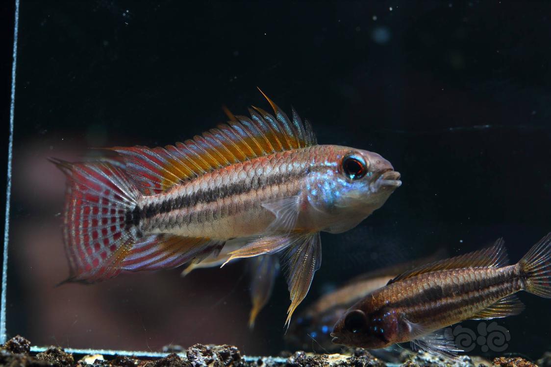 短鲷泰菲酋长短鲷