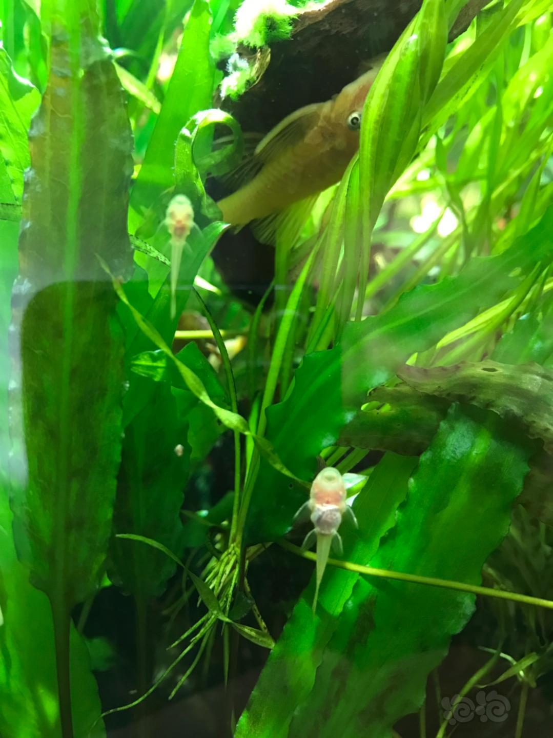 【异型】水草茂密的虾缸里的胡子繁殖的不错-图2