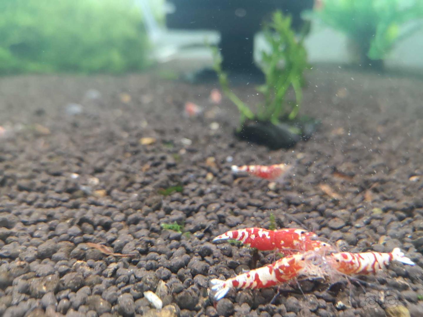 红花虎水晶虾-图2