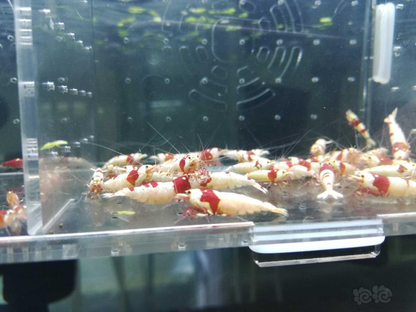【虾】2019-02-19#RMB拍卖纯血红白繁殖组一份35只-图1