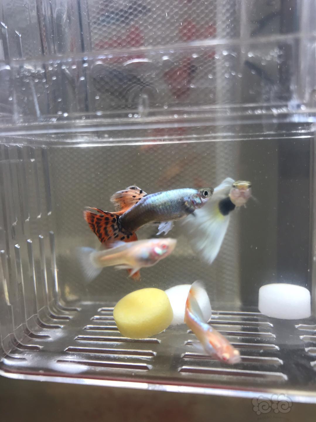 孔雀魚全都是病魚只能等死了嗎