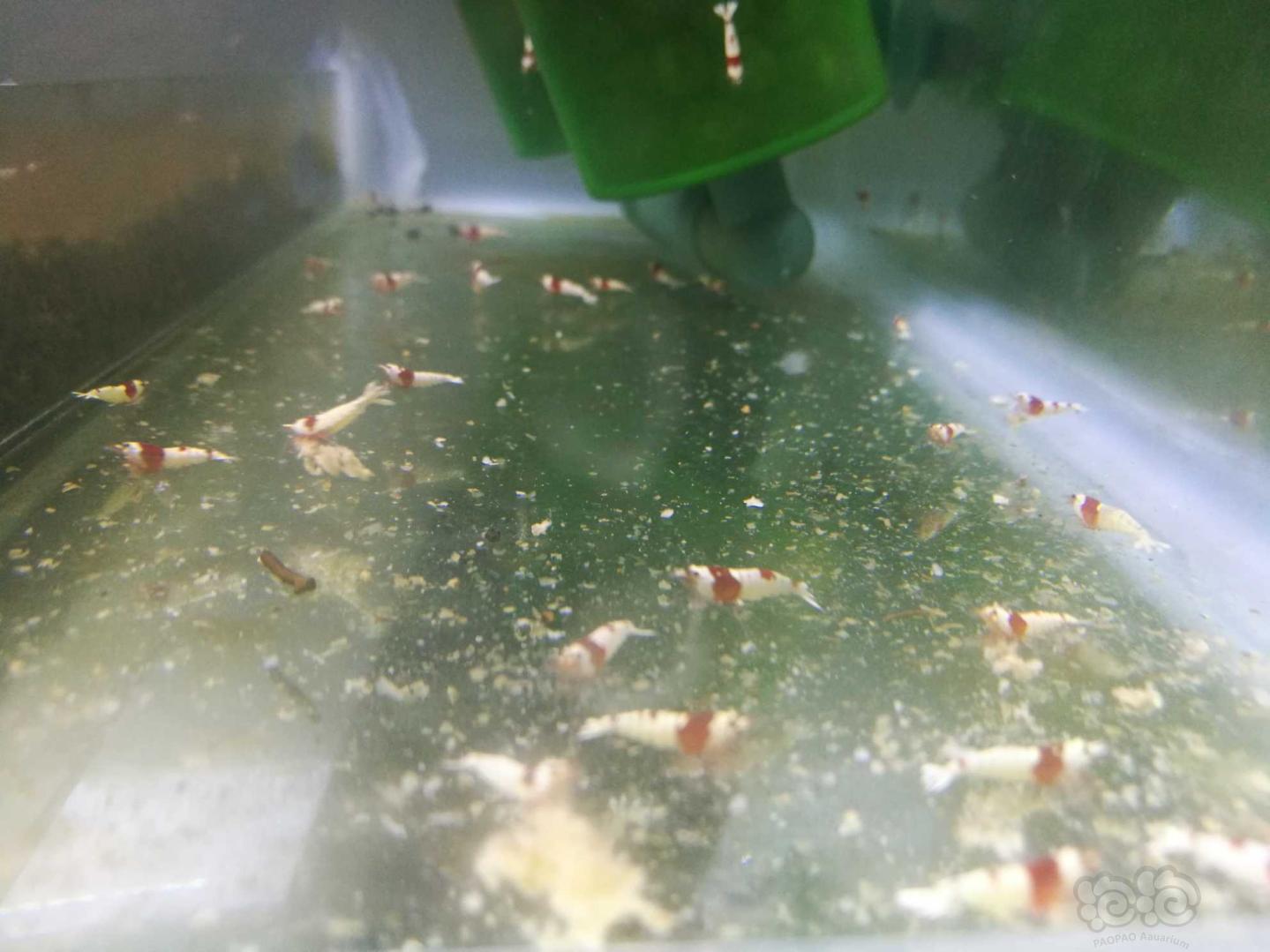 出水晶虾，珍珠鼠鱼繁殖组-图2