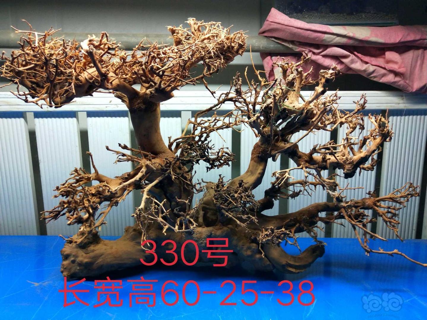 【出售】出售北美丁香，泰国树-图7
