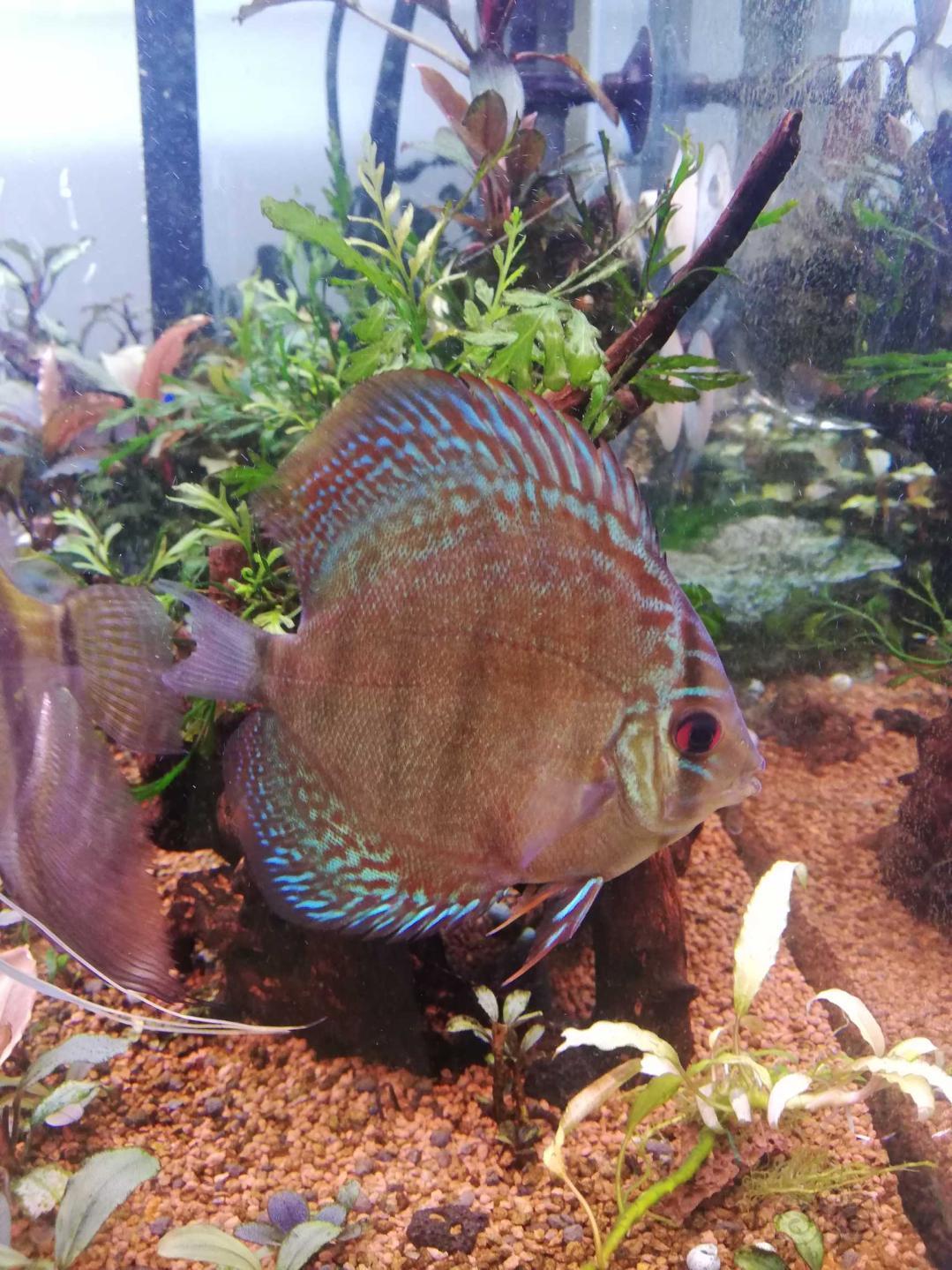 【神仙鱼】7cm小神仙