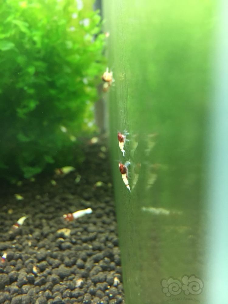 【水晶虾】红姘头白背斑马洞头水晶虾小虾-图3