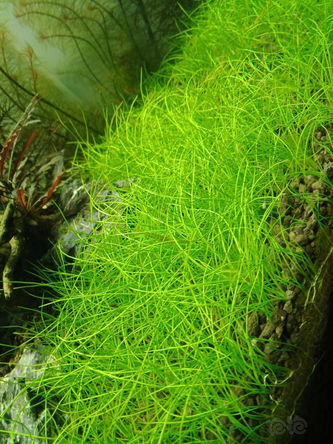 出迷你牛毛各种水草