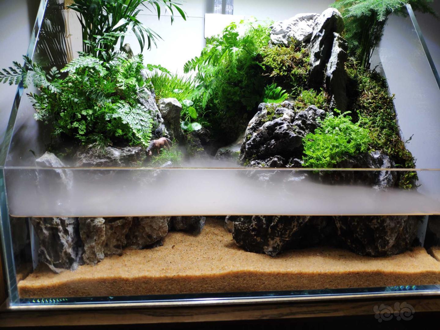 水陆青龙石上纯天然的苔藓与水陆缸完美结合