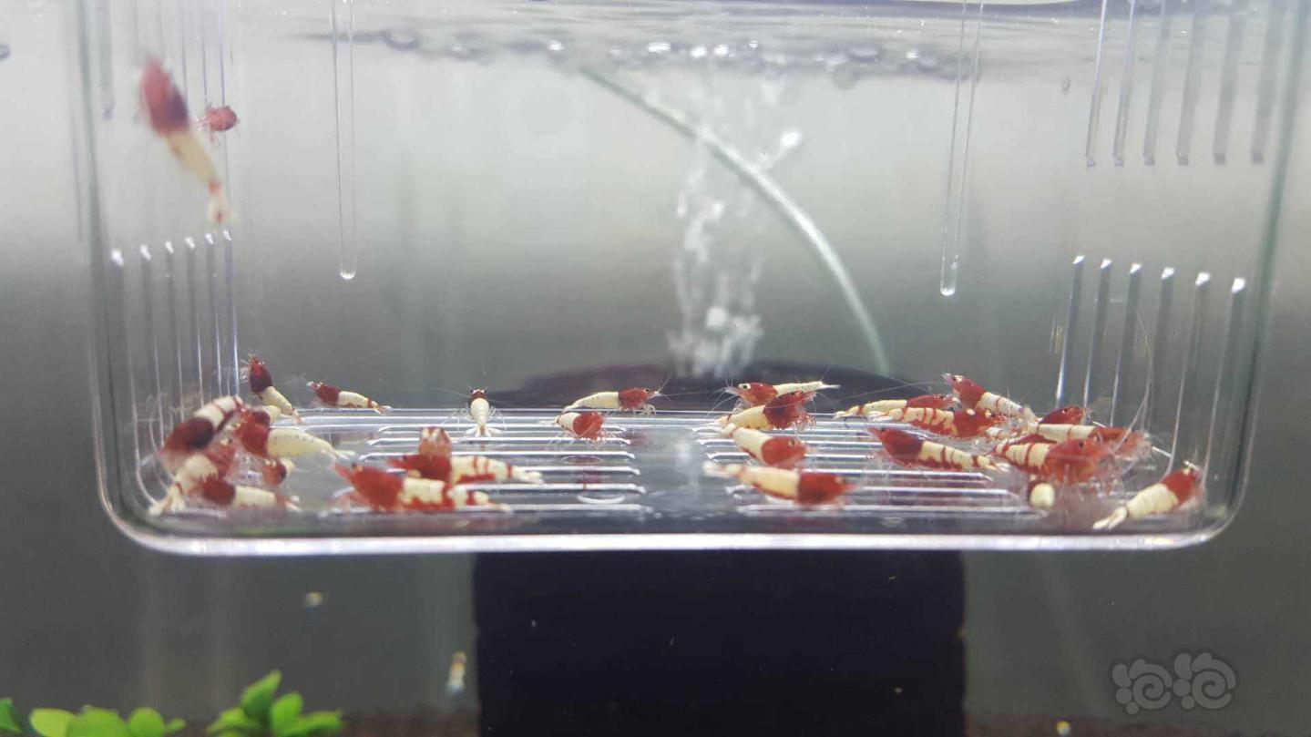 【虾】2019-02-22#拍卖红姘头红斑马一份30只-图1