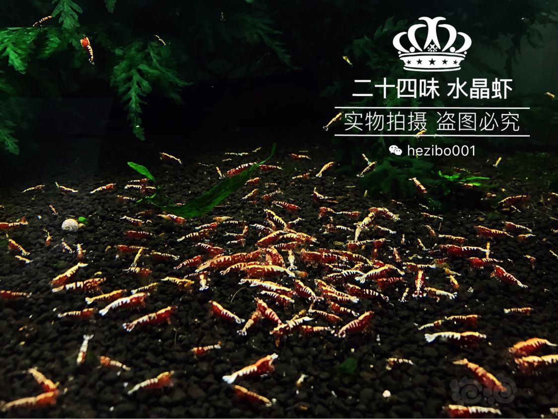 【出售】出 一线挑出的 红银河鱼骨水晶虾-图2