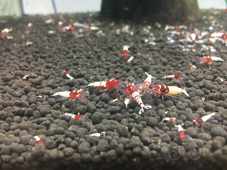 【水晶虾】红姘头白背斑马洞头水晶虾小虾-图4