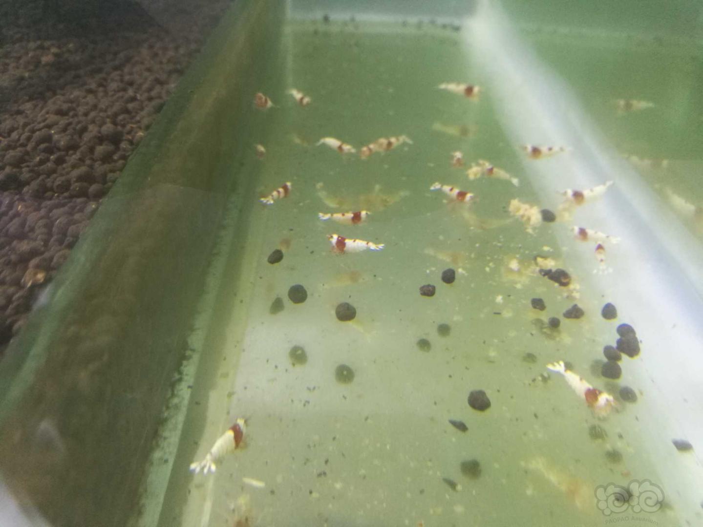 出水晶虾，珍珠鼠鱼繁殖组-图4