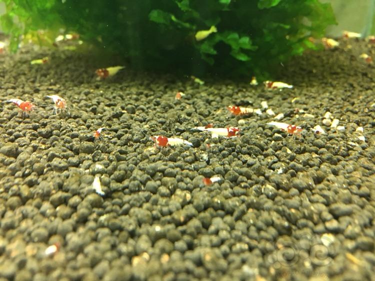 德系红姘头水晶虾小虾-图6