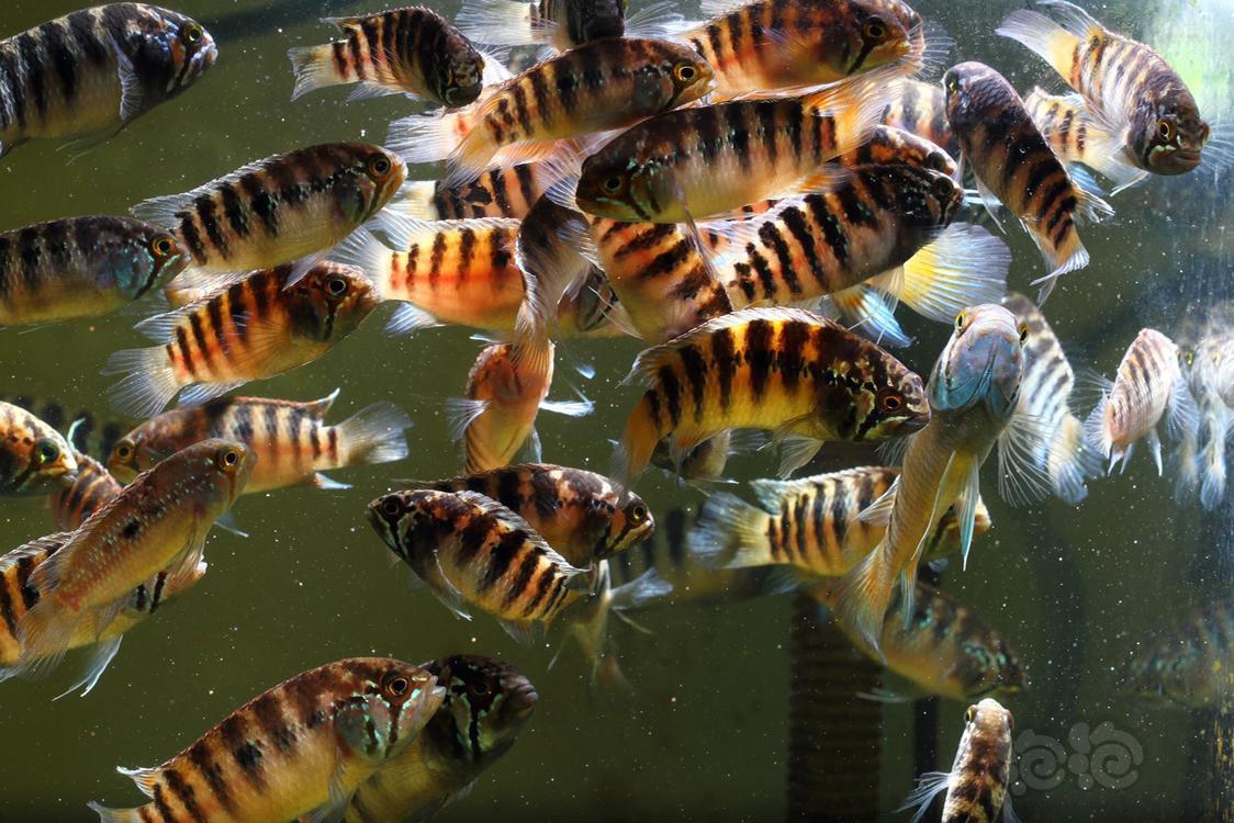 短鲷龙纹短鲷大混养