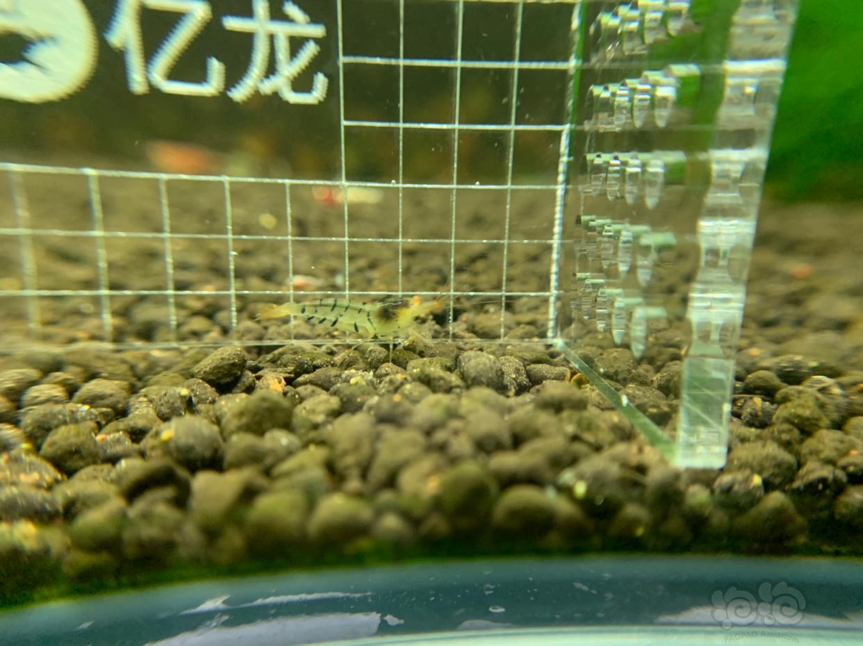【虾】2019-02-27#RMB拍卖金眼水晶虾5只  -3-图4