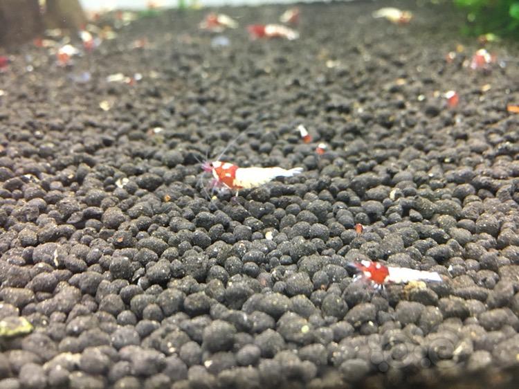 【水晶虾】红姘头白背斑马洞头水晶虾小虾-图5