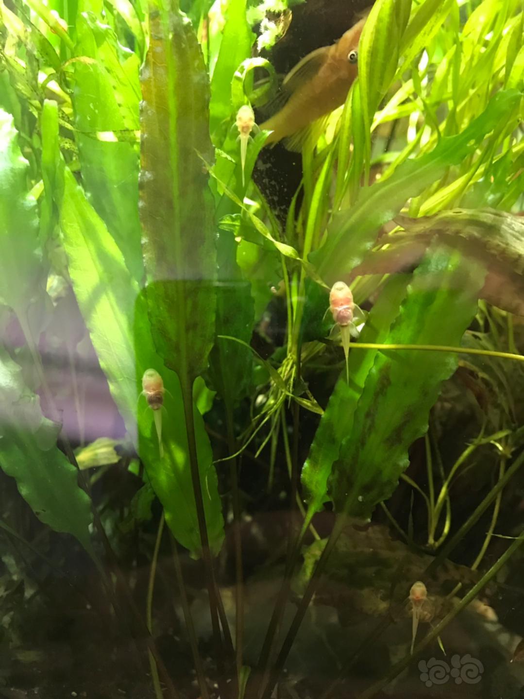 【异型】水草茂密的虾缸里的胡子繁殖的不错-图3