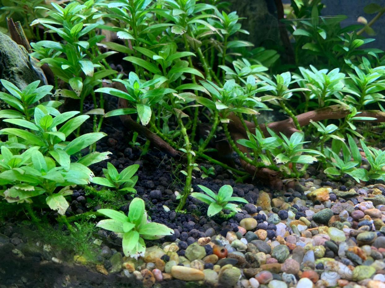 大神帮我看看这个南美叉柱花是怎么回事