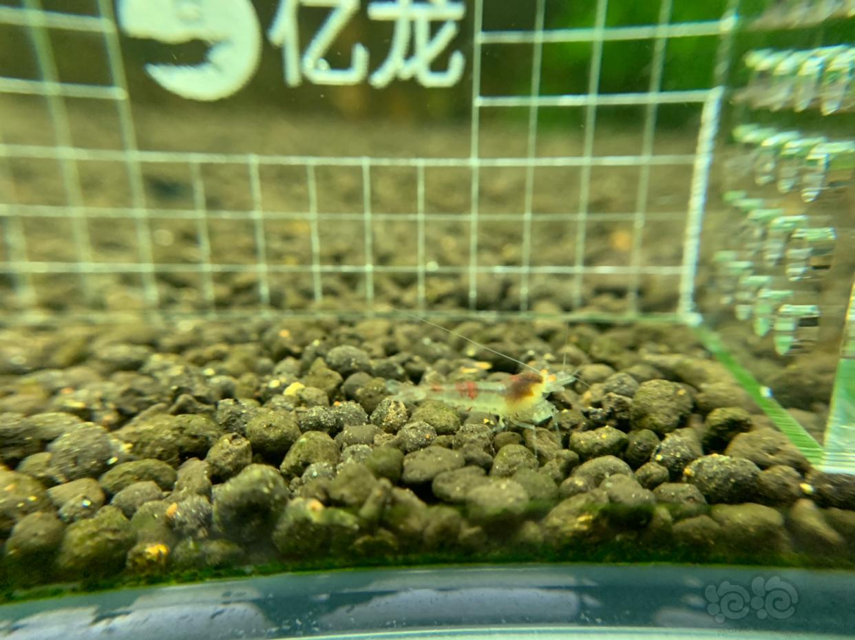 【虾】2019-02-24#RMB拍卖金眼水晶虾5只-图4