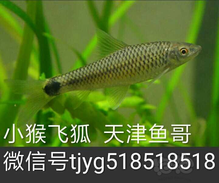 【热带鱼】天津鱼哥，熊猫鼠鱼，十元三条，-图2