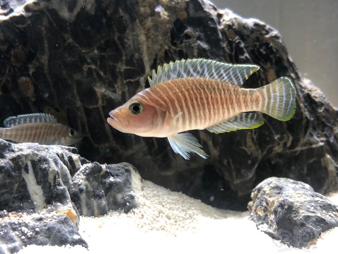 短鲷大眼萌金波子