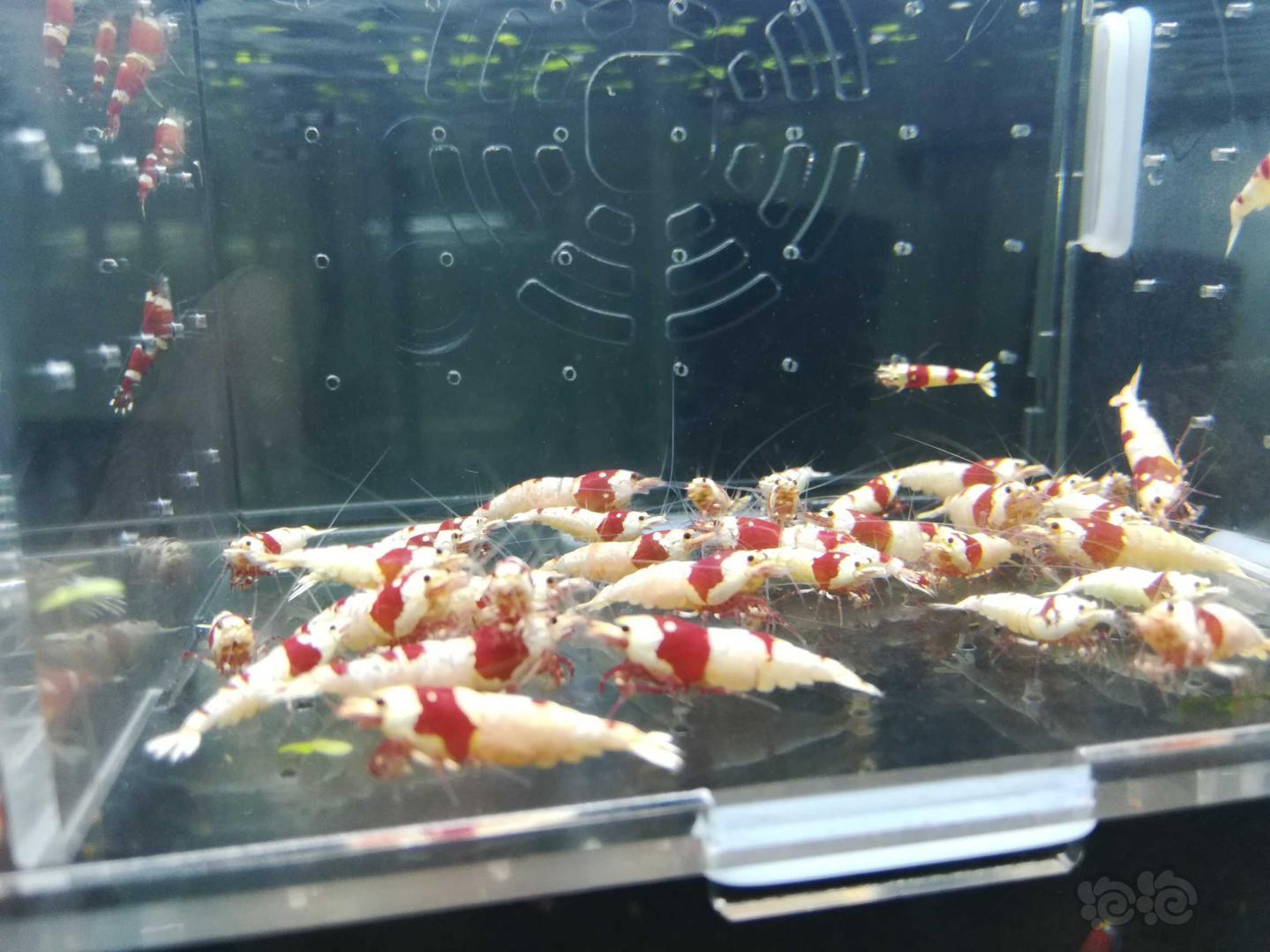 【虾】2019-02-19#RMB拍卖纯血红白繁殖组一份35只-图4