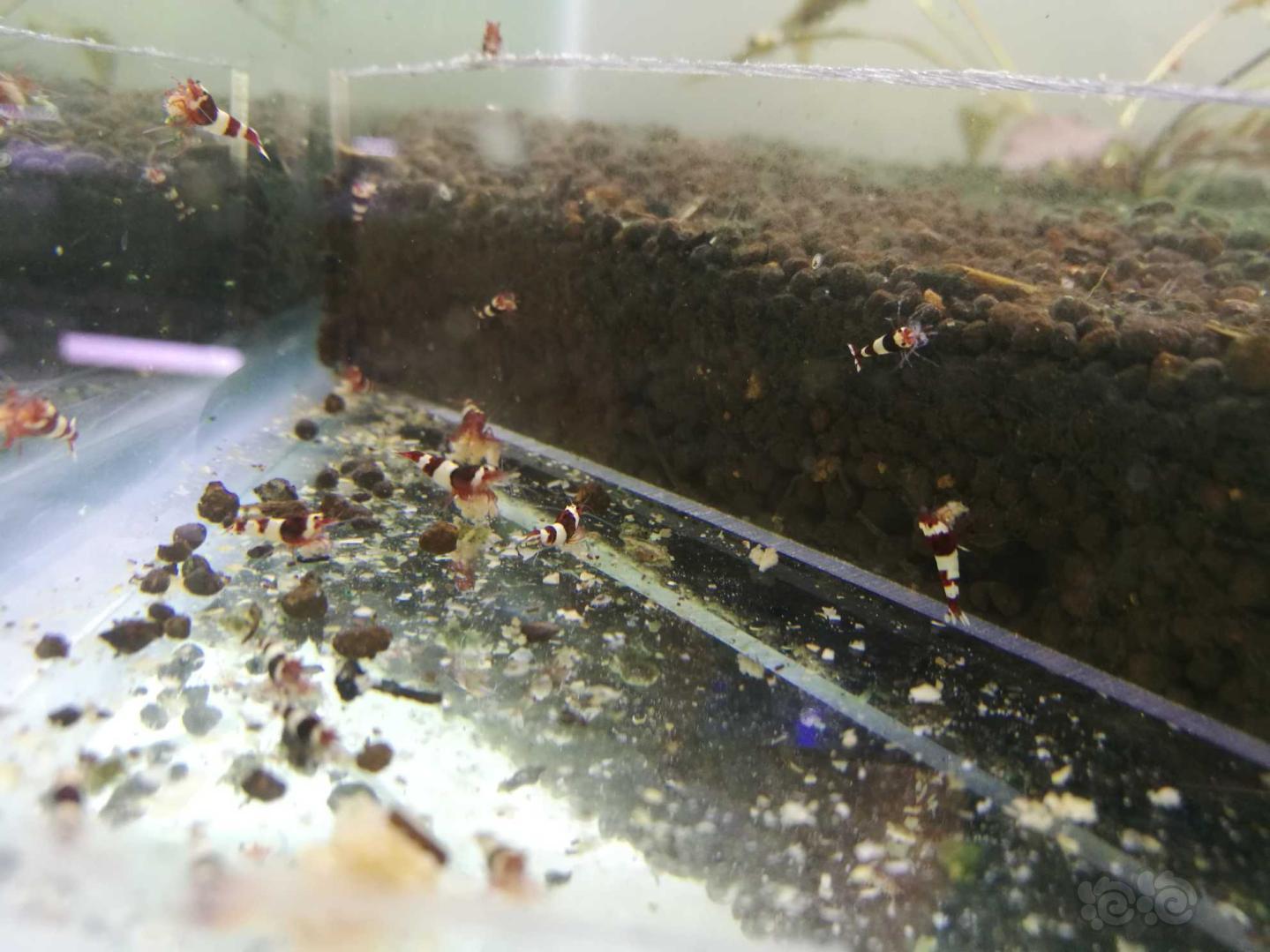 出水晶虾，珍珠鼠鱼繁殖组-图3