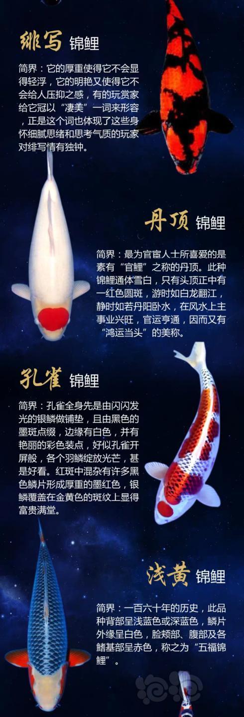 锦鲤 很好的总结图解 泡泡水族