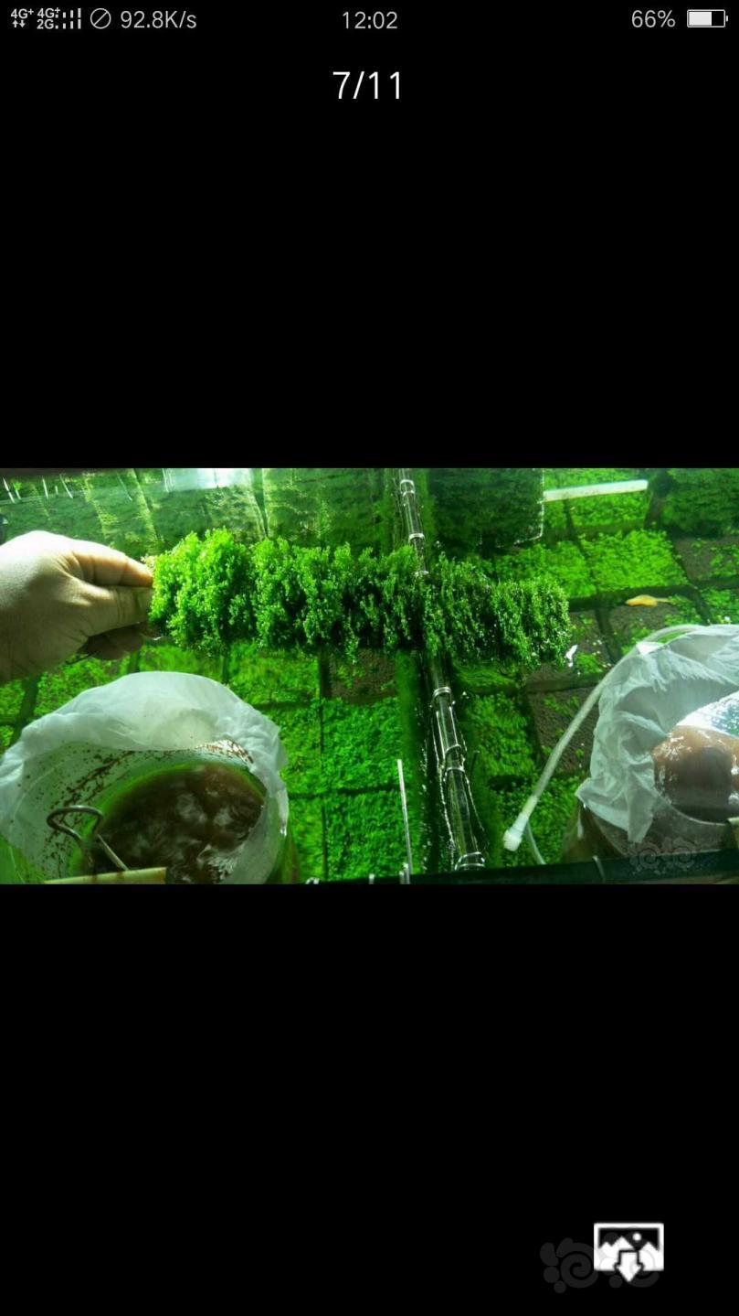 【水草】出售冰冻丰年虾幼虫，开缸水草，美凤莫斯，珊瑚莫斯，短鲷-图7