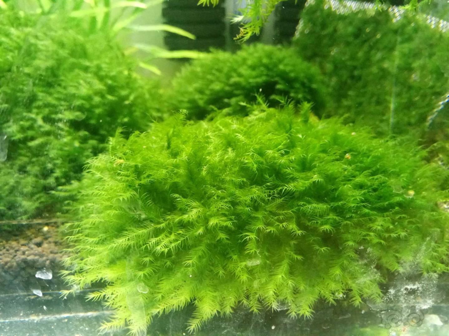 出售美凤莫斯珊瑚莫斯