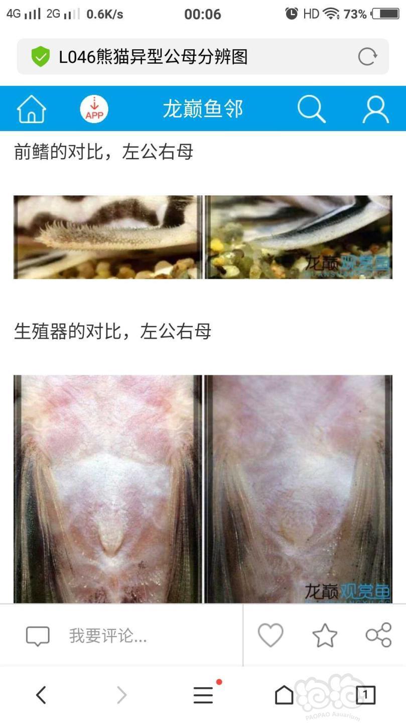 异型熊猫公母对比图